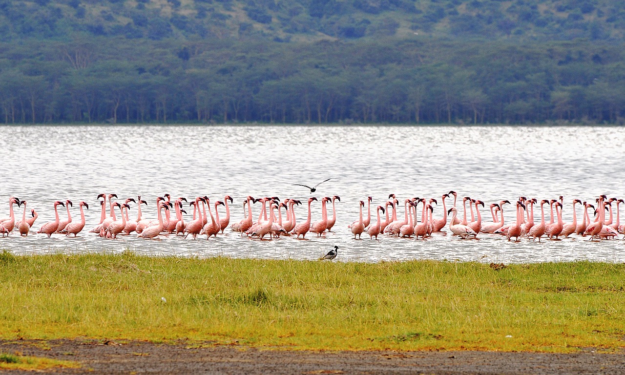 flamingoes on Lake Nakuru, Kenya flamingoes on Lake Nakuru, Kenya