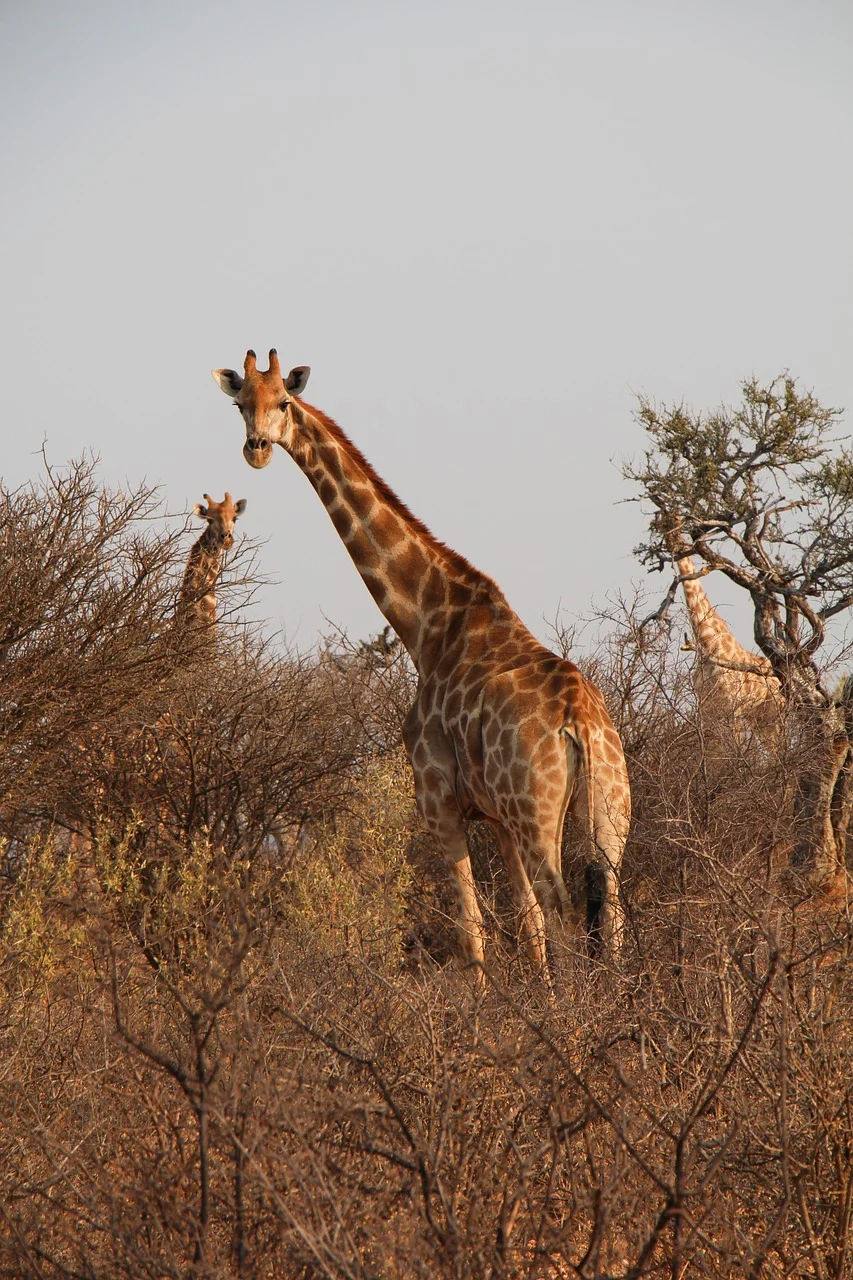 giraffes in the savannah plains of Serengeti giraffes in the savannah plains of Serengeti