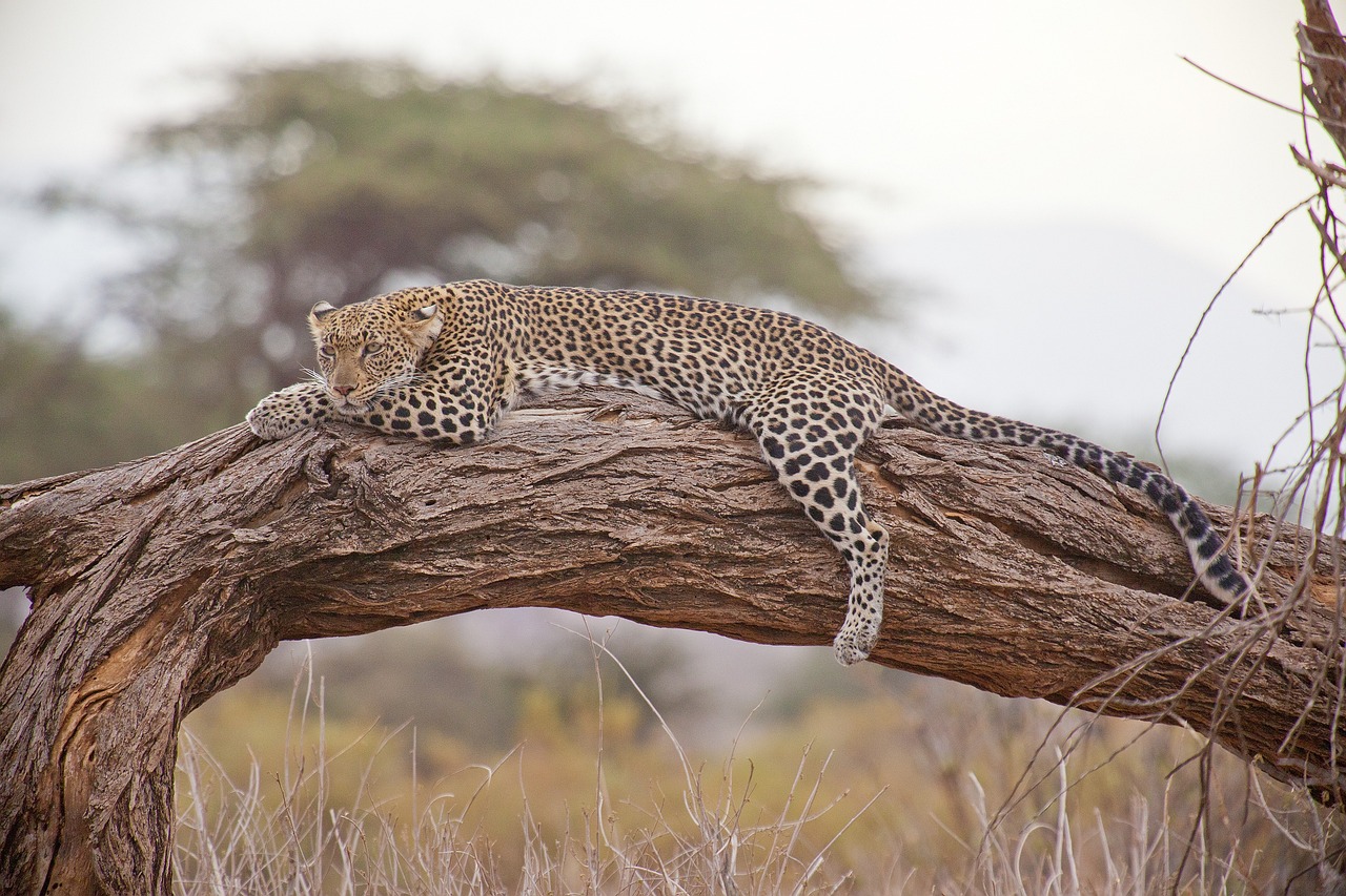 see a leopard on a tree in Africa