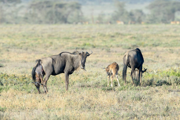 wildebeest giving birth during the calving season in Serengeti