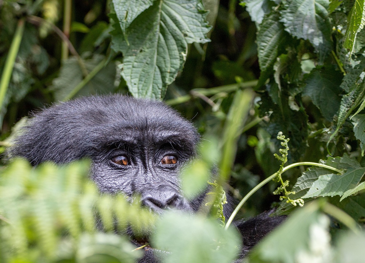 A young Gorilla in Volcanoes NP, Rwanda