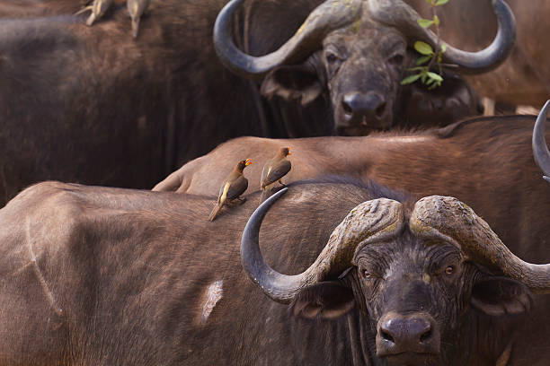 African buffaloes