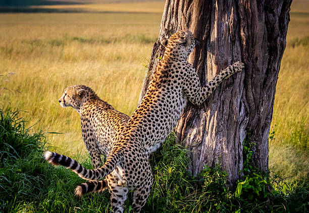 One cheetah attempt to climb, while the other remains alert and watchful. Photographed in Kenya, the scene captures the dynamic interaction and coordination between the pair in the wild.