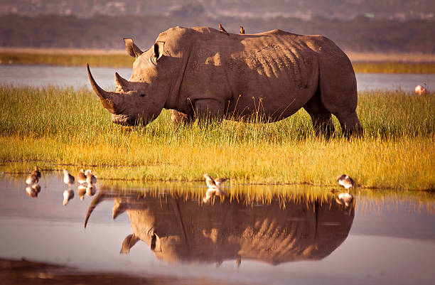 African-rhino-next-to-a-water-source