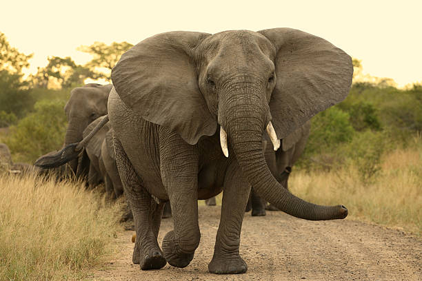 An African elephant group