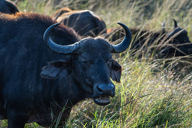 A Cape buffalo (Syncerus caffer) gazes directly at the camera, standing amidst tall grass in a African savanna. The powerful expression and texture of its horns and fur are captured in natural morning light.