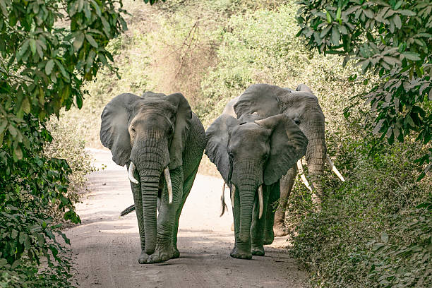 3 elephants walking pass trees towards the camera in Kenya