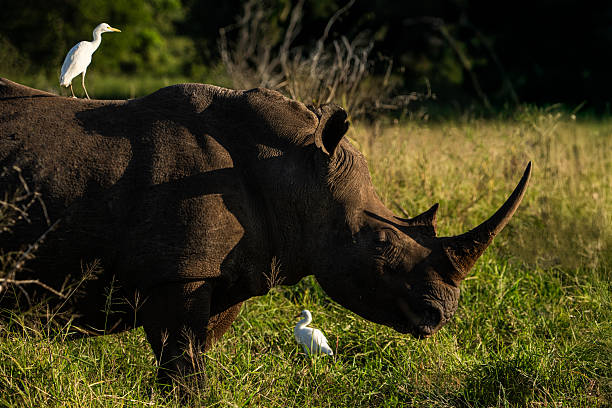 A powerful rhinoceros is seen grazing in the savanna as two white egrets accompany it—one perched on its back, the other at its feet. Captured in warm, late afternoon light, this scene highlights the harmony between species in the wilds of Africa