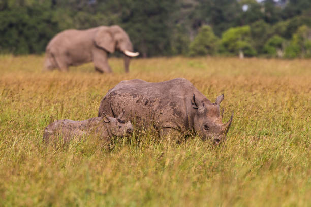 See rhinos and elephants in a Kenya big 5 safari See rhinos and elephants in a Kenya big 5 safari