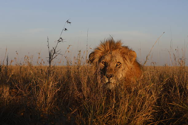 Lions photographed in various National Parks in Africa, Kenya and Tanzania