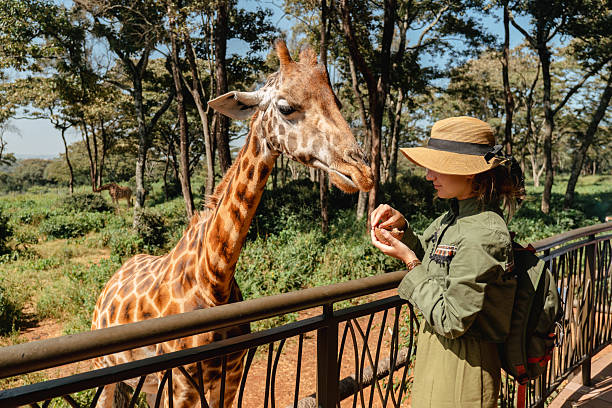 the giraffe Centre in Nairobi Giraffe eating a food out of a woman at the giraffe center in Nairobi, Kenya.. feeding a giraffe by tourists.