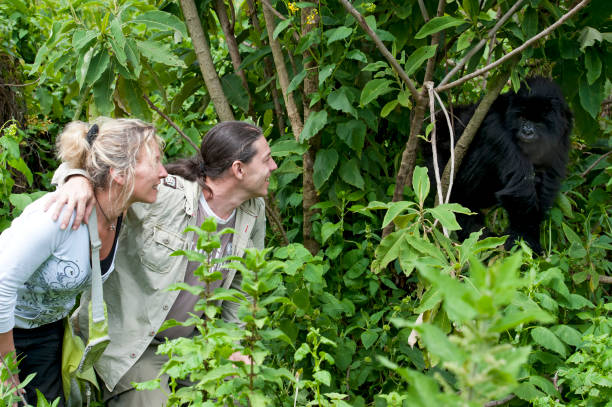 Two tourists next to a juvenile Mountain Gorilla (gorilla beringei beringei). The gorilla belongs to the "Amahoro"-group. Location: Volcanoes Nationalpark Rwanda, directly at the border to Uganda.
