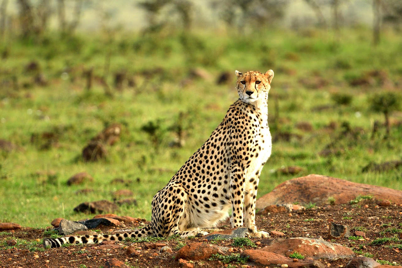 A leopard spotted in Masai Mara
