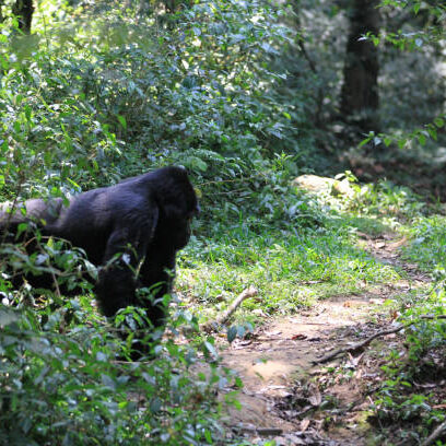 A lone silverback gorilla along a trekking route in Bwindi Forest