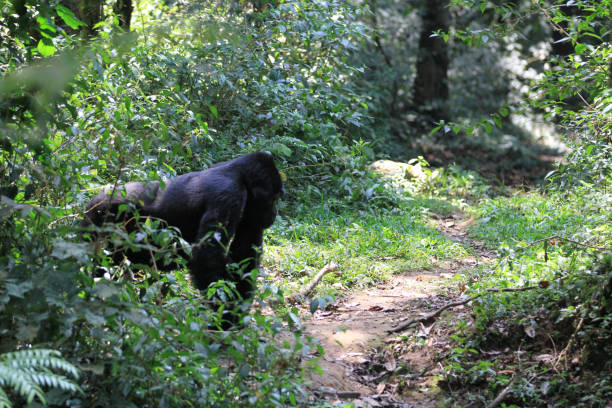 Gorillas in Bwindi Impenetrable Forest