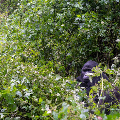 Mountain gorilla deep in the Ugandan jungle seen during Gorilla tours Africa - Bwindi Impenetrable Forest National Park