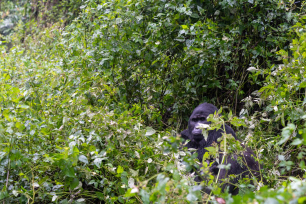 Mountain gorilla deep in the Ugandan jungle seen during Gorilla tours Africa - Bwindi Impenetrable Forest National Park