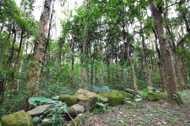 Kaya Kinondo sacred forest