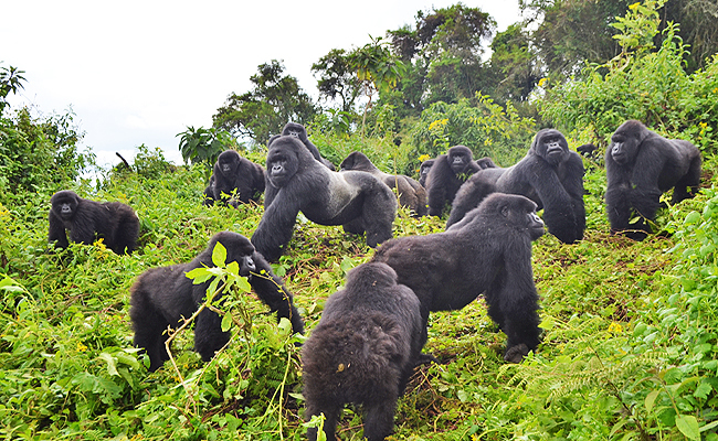 Mountain gorillas in Rwanda