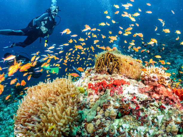 A scuba diver explores a colorful coral reef in the Indian Ocean full of fish and sea life