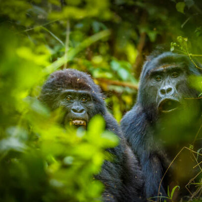 mountain gorilla (Gorilla beringei beringei), Bwindi Impenetrable Forest National Park, Uganda.