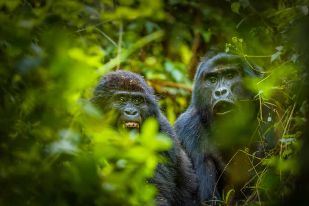 mountain gorilla (Gorilla beringei beringei), Bwindi Impenetrable Forest National Park, Uganda.