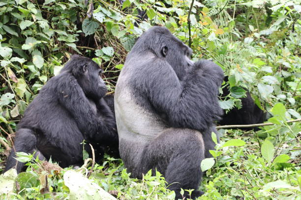 Wild female mountain gorilla grooming the silverback Gwigi (leader of Kahungye family) in Bwindi Impenetrable Forest in Uganda bordering Kongo seen during Gorilla tours Africa