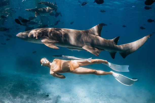 swimming in Indian ocean with Sharks - Top things to do in Mafia Island