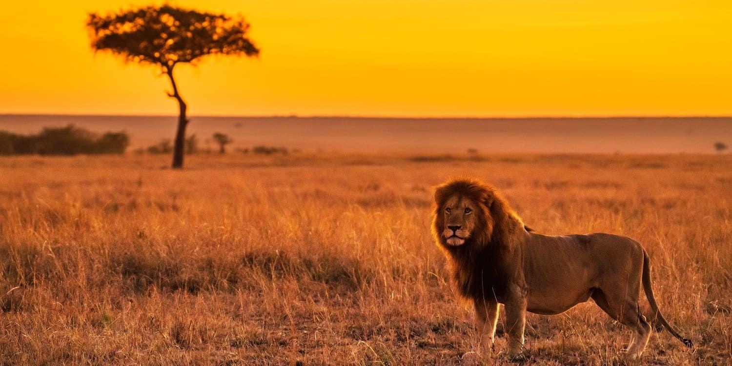  A lion in Masai Mara Plains