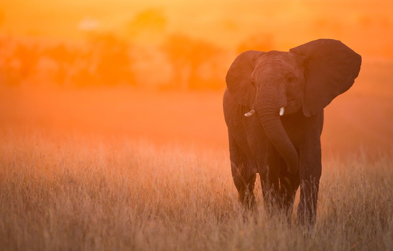  An elephant in Masai Mara National Reserve