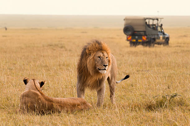  Game drives in Kenya