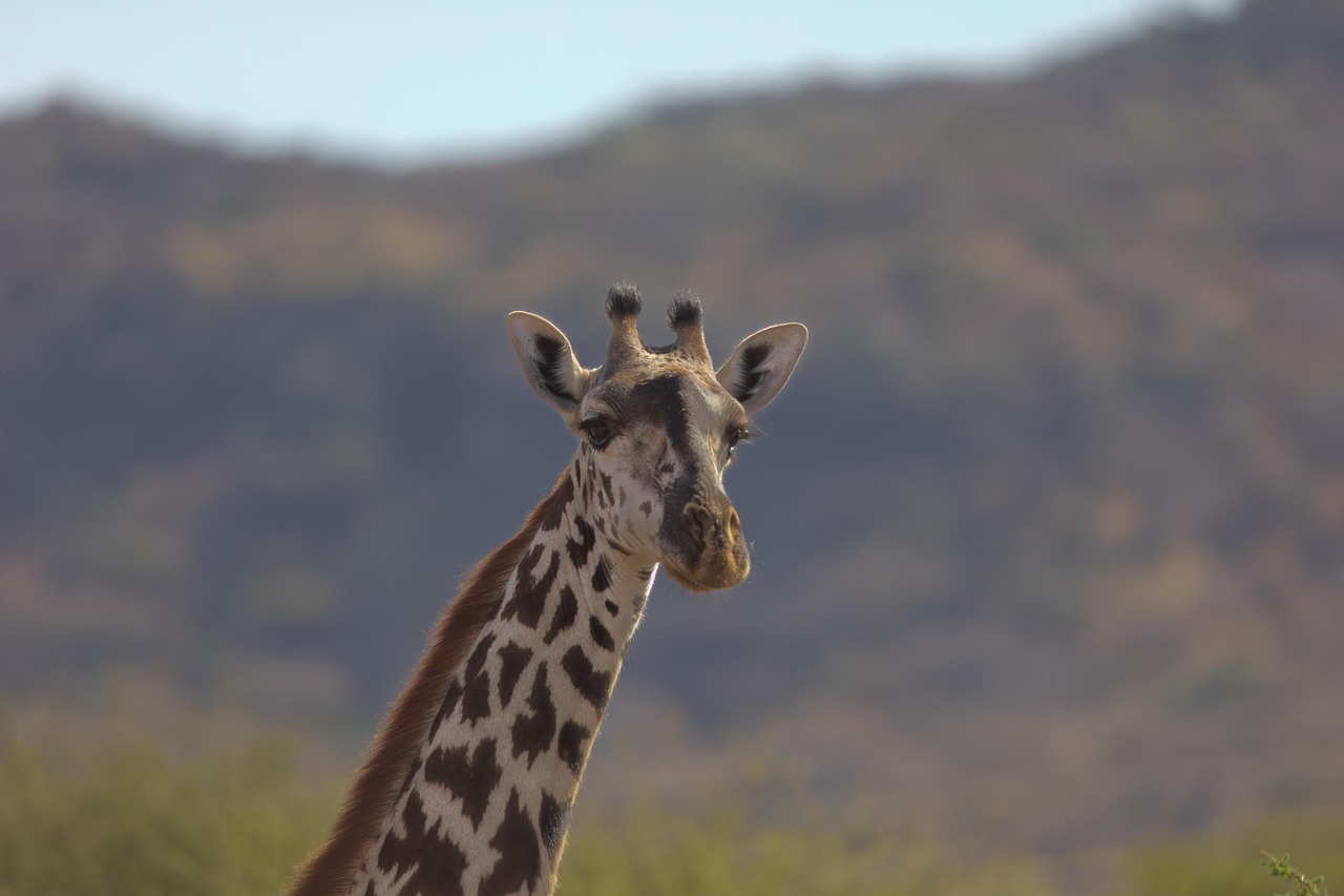  A giraffe in Lake Manyara National Park