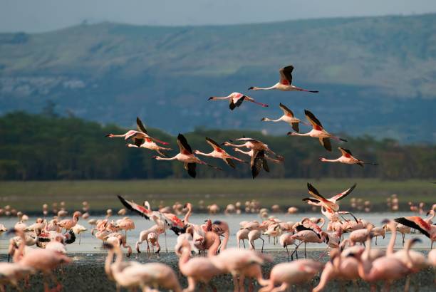 Pink flamingoes in Lake Nakuru Pink flamingoes in Lake Nakuru