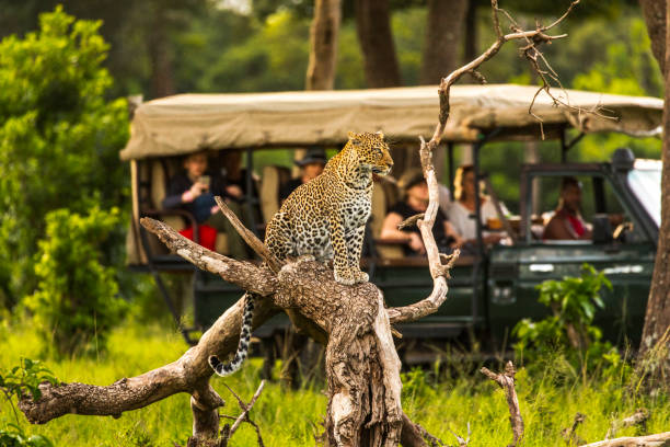 Spot a leopard during game drives Leopard perched on a tree out in the open with a safari tour in the background during a game drive. Photographed in the Maasai Mara plains Kenya, Africa.