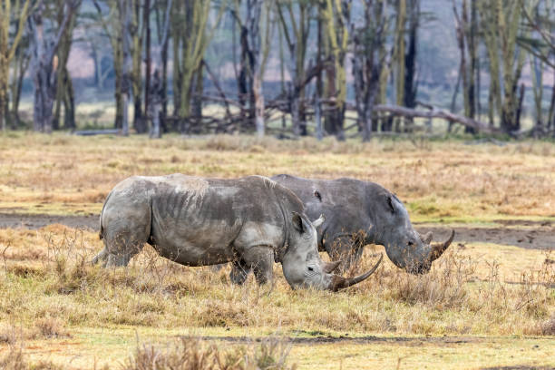 White rhinos in lake Nakuru National Park Two adult white rhinos in Lake Nakuru National Park, Kenya. Side view of square-lipped rhinoceros.