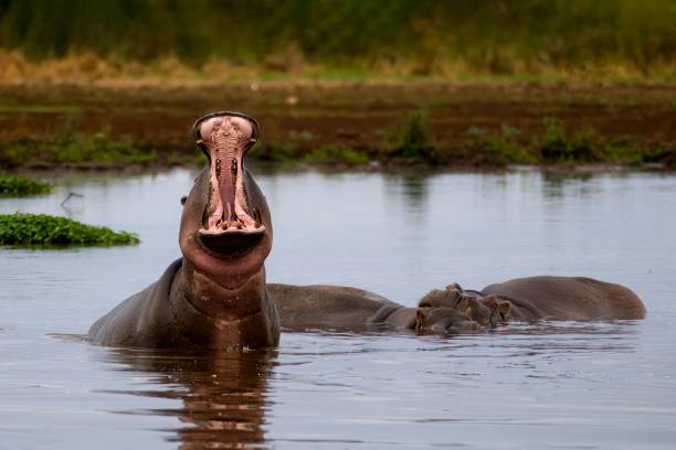 hippopotamus with mouth wide open in the hyppo pool at lake manyara - tanzania hippopotamus with mouth wide open in the hyppo pool at lake manyara - tanzania