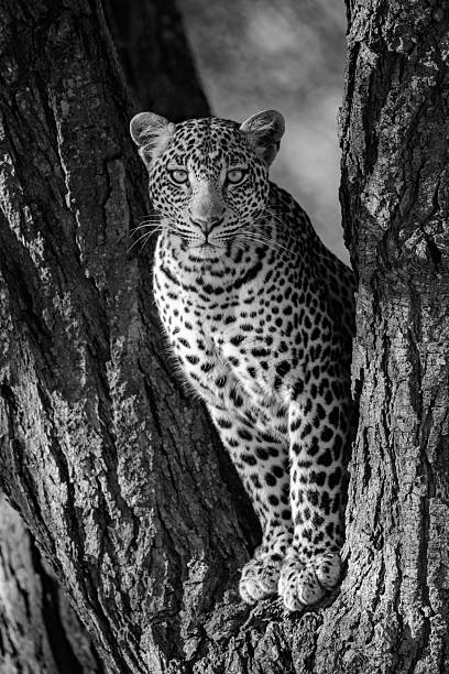A female leopard sits in the forked trunk of a tree in the Western Corridor of Serengeti. She has a brown, spotted coat and is looking straight at the camera.