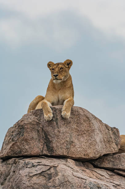 A lioness in Lobo Area Serengeti Female African Lion the Kopje, Panthera leo, Lobo Area Serengeti, Tanzania, East Africa. P
