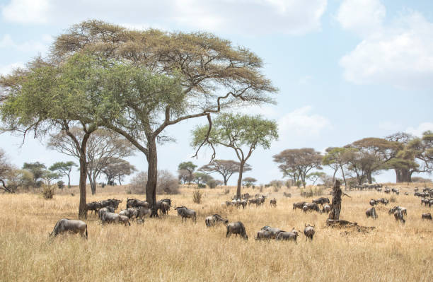 Kotagende Area in Northern Serengeti Kotagende Area in Northern Serengeti