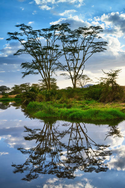 Beautiful trees reflected in the water of Seronera River in the Serengeti NP, Tanzania