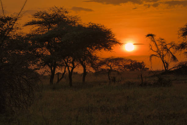 Sunset in the Ndutu Conservation Area. Tanzania. Africa Sunset in the Ndutu Conservation Area. Tanzania. Africa
