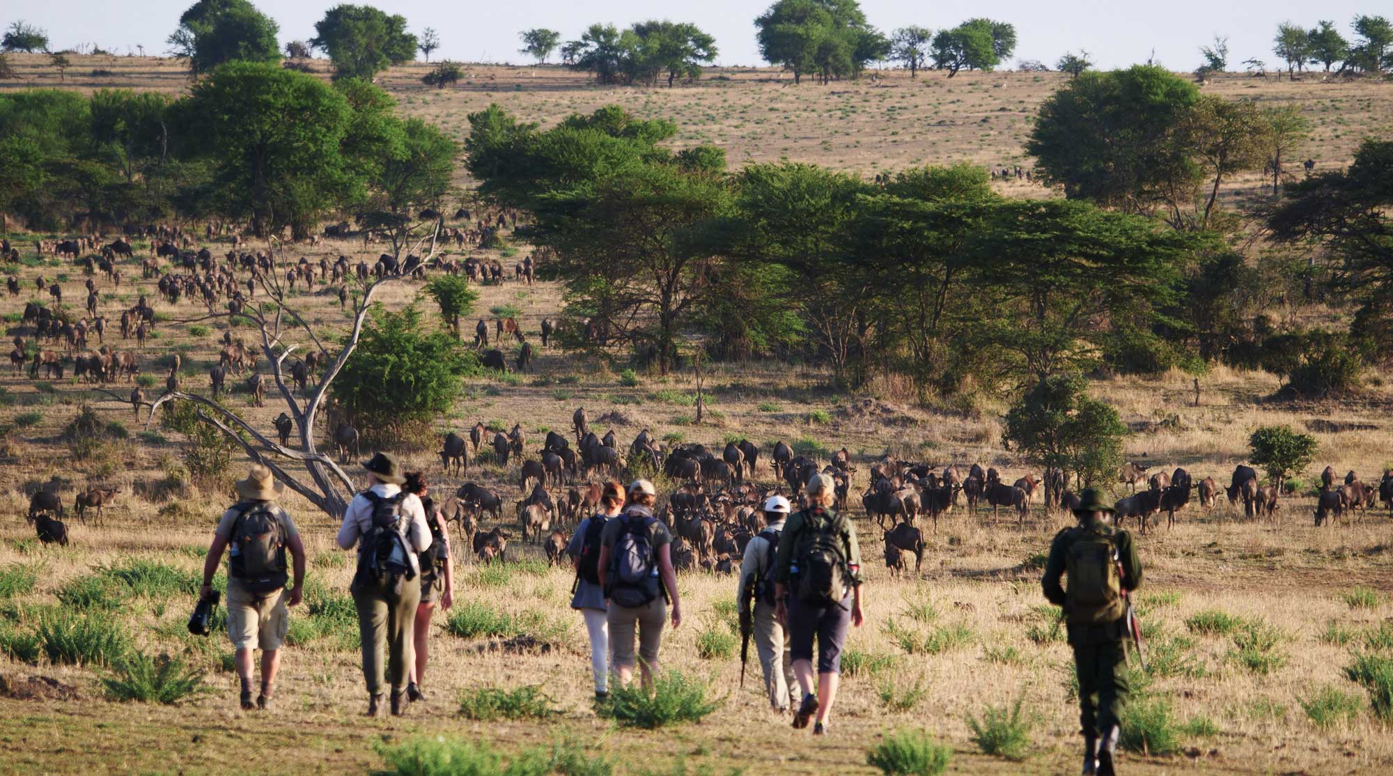  Tourists walking in Serengeti