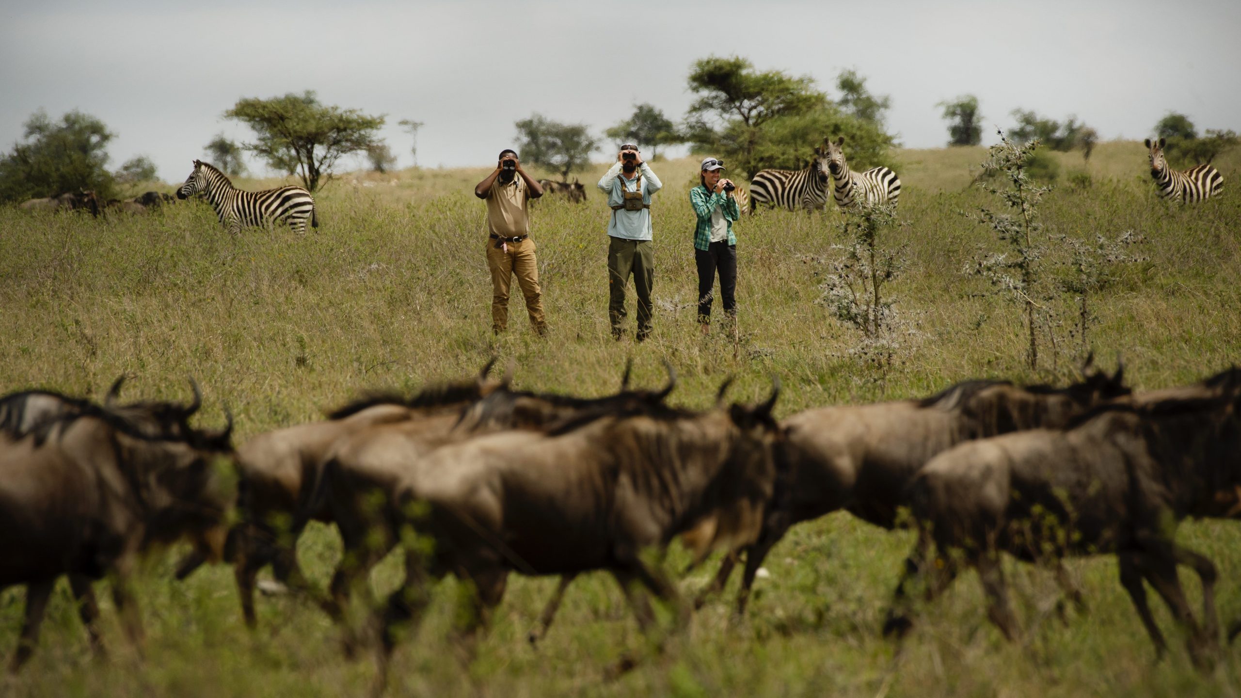 Tourists watching wildebeests up close during the Serengeti walking safari
