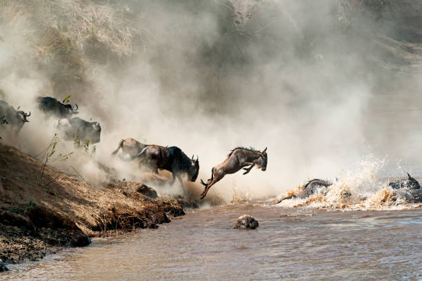 Wildebeests crossing the Mara River Migrating wildebeest in mid-air leaping into the dangerous Mara River with dusty dramatic background