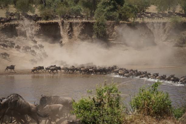 Wildebeests along the Grumeti River Wildebeests along the Grumeti River