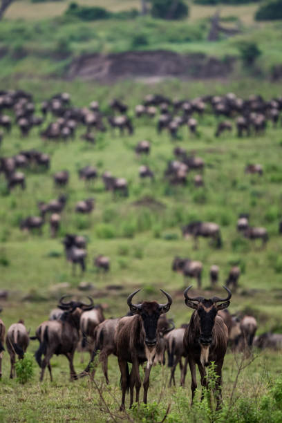 The Great Migration in the Lobo Area Serengeti Wildebeest herd seen during the Great Migration in the Lobo Area Serengeti