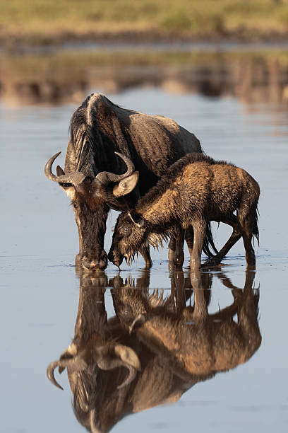 Mother and calf wildebeests casting a reflection while drinking in the water in the Ndutu region in Serengeti Mother and calf wildebeests casting a reflection while drinking in the water in the Ndutu region in Serengeti