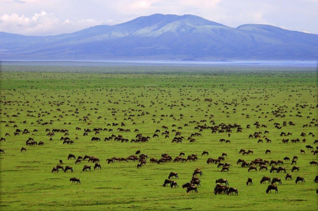 Wildebeests in the Serengeti National Park
