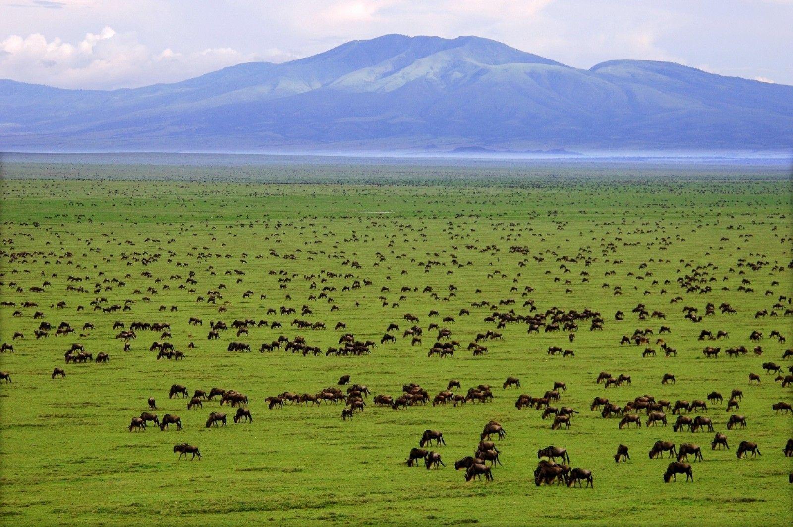  Wildebeests in Southern Serengeti