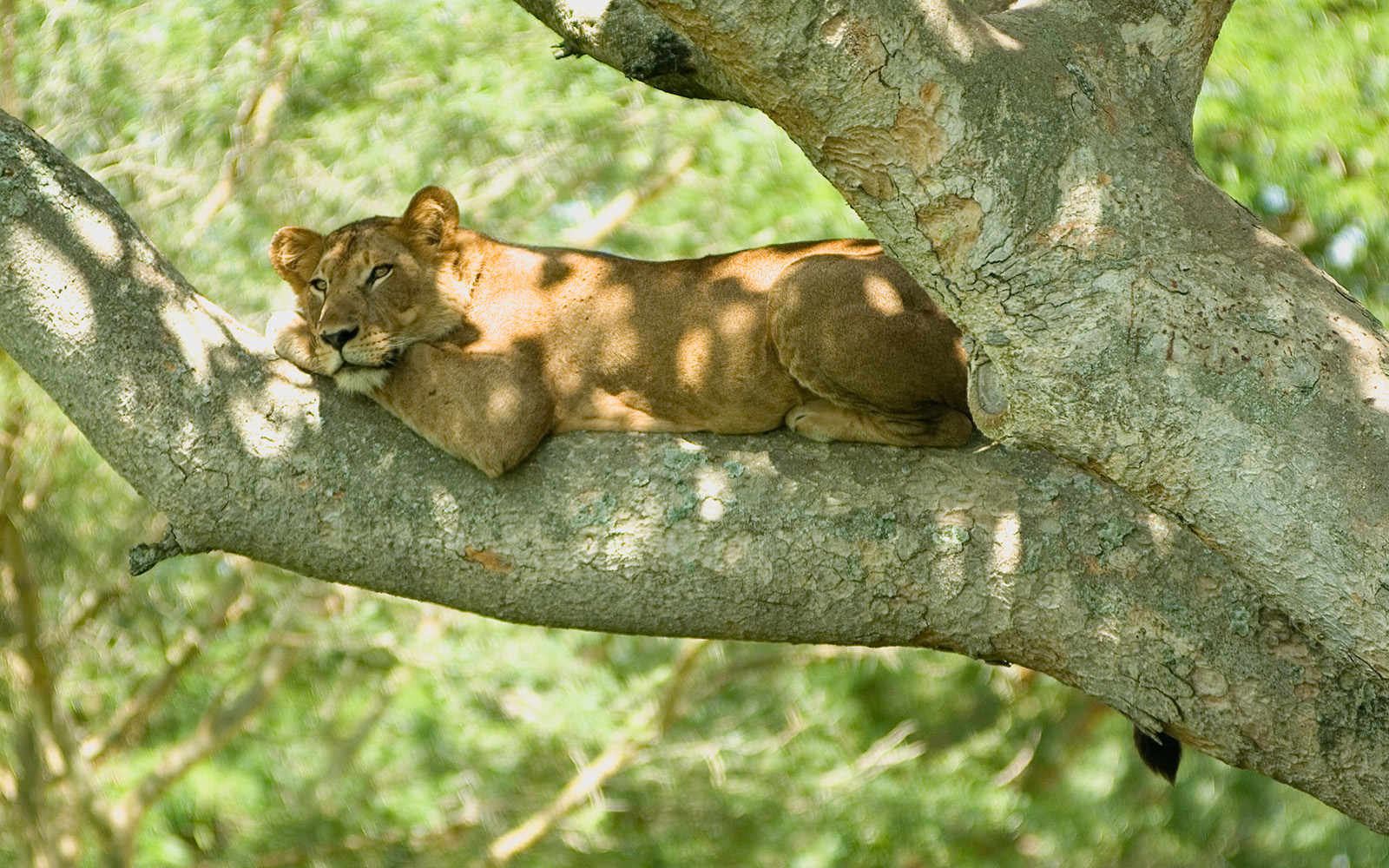 A tree climbing lion in Lake Manyara National Park